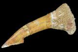 Fossil Sawfish (Onchopristis) Rostral Barb- Morocco #106392-1